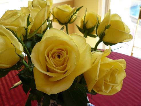 Yellow Roses