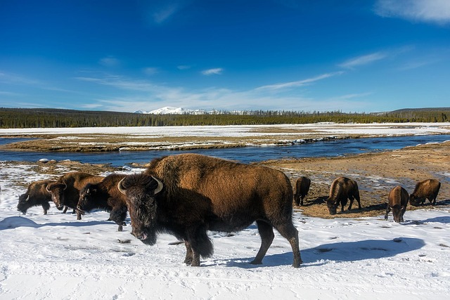 July Monthly Holidays | Holidays and Observances

Bison at Yellowstone National Park