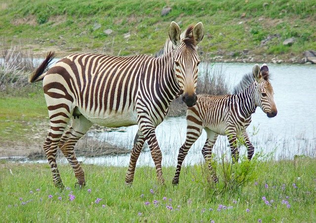 January Animal Holidays | Holidays and Observances

January 31 - International Zebra Day