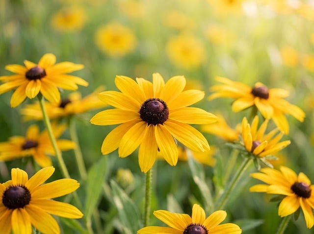 Maryland State Holidays | Holidays and Observances

Maryland State Flower is the black-eyed susan